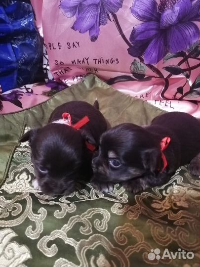 Эксклюзивные щеночки йорка редчайших окрасов