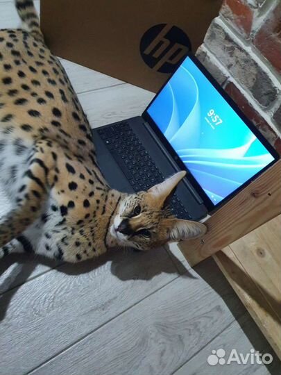 Ноутбук С гарантией. продажа в магазине