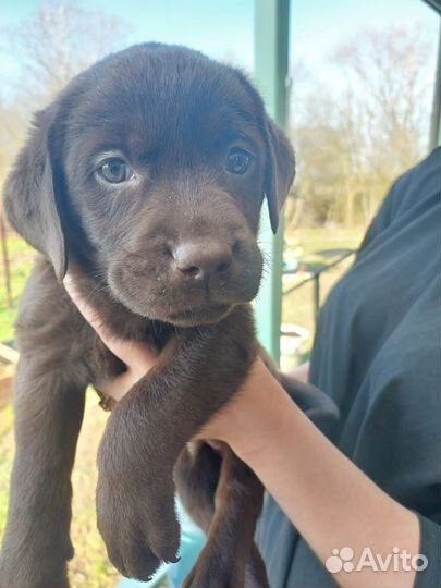 Лабрадор мальчик