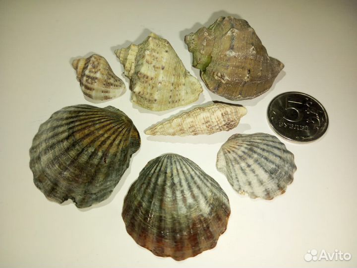 Морские ракушки, рапаны