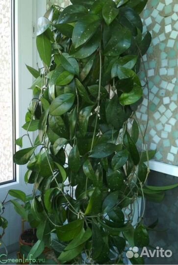 Хойя или восковой плющ