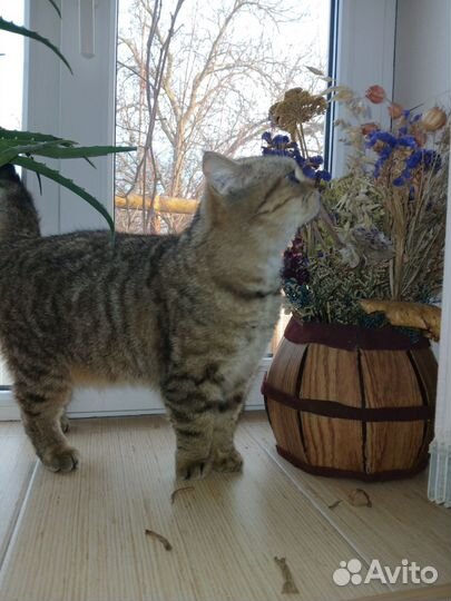 Предлагается для вязки