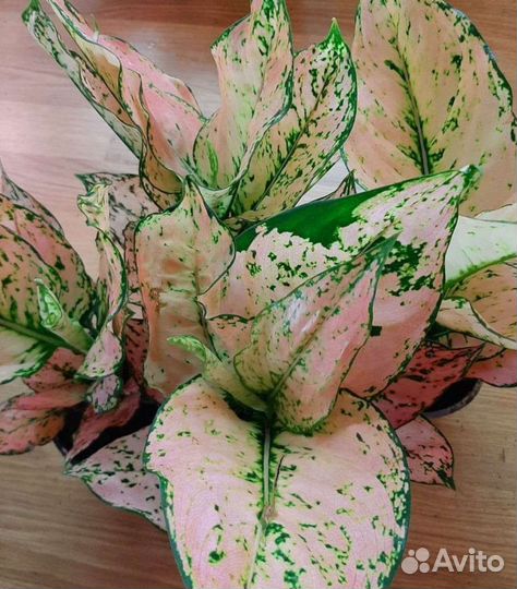 Аглаонема Bai Thong Tae