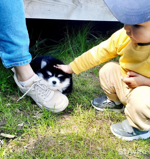 Щенок помски ищет ручки