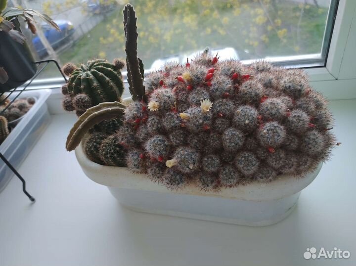 Семейство кактусов