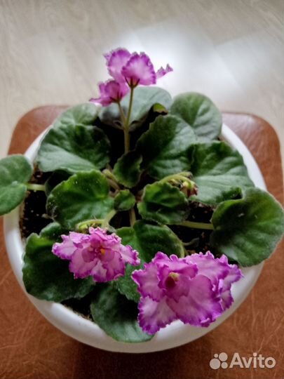 Цветы фиалки