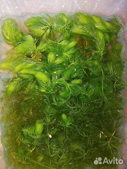 Роголистник в аквариум