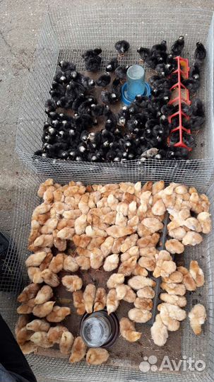 Цыплята подрощенные