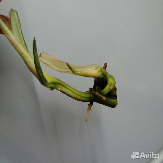 Наборы растений бурле макс вар сингониум ред андер