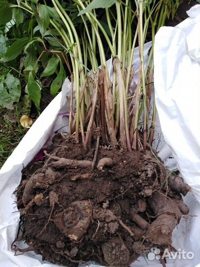 Крупный желтый пион бартцелла - корни в наличии