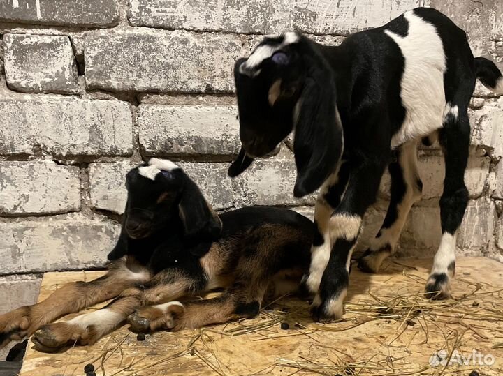 Вязка англо нубийский козел