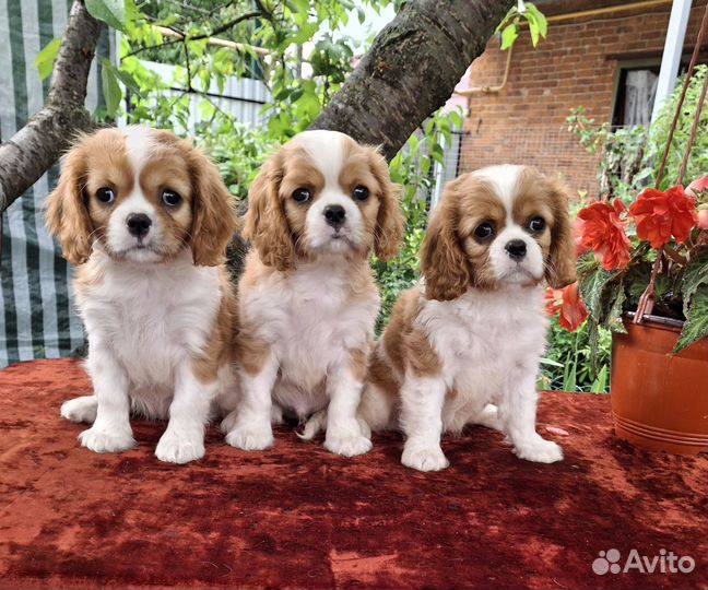 Продаются щенки кавалер кинг чарльз спаниеля