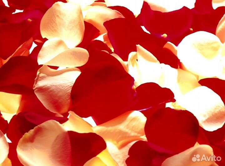 Лепестки роз