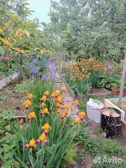 Ирис жёлтый