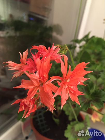 Герань пеларгония стеллар Bronze Butterfly