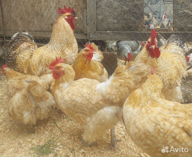 Инкубационное яйцо Нидерхайнер и Барковская