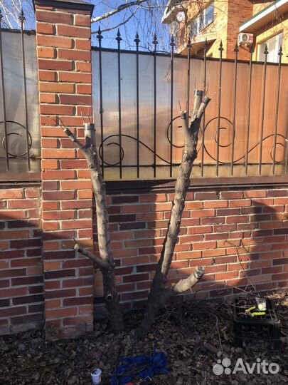 Прививка садовых растений