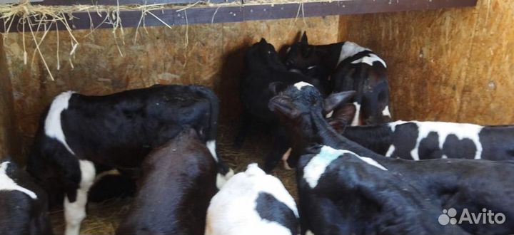 Телята телочки бычки доставка до двора