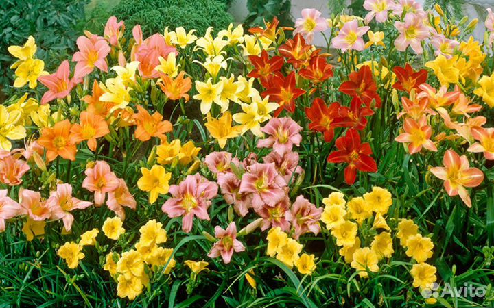 Многолетние садовые цветы