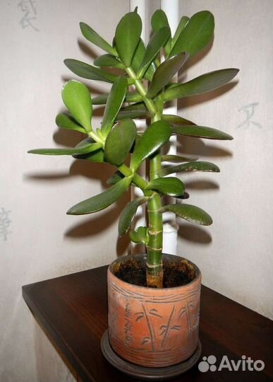 Денежное дерево