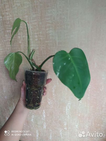 Монстера альба 1.08.23г