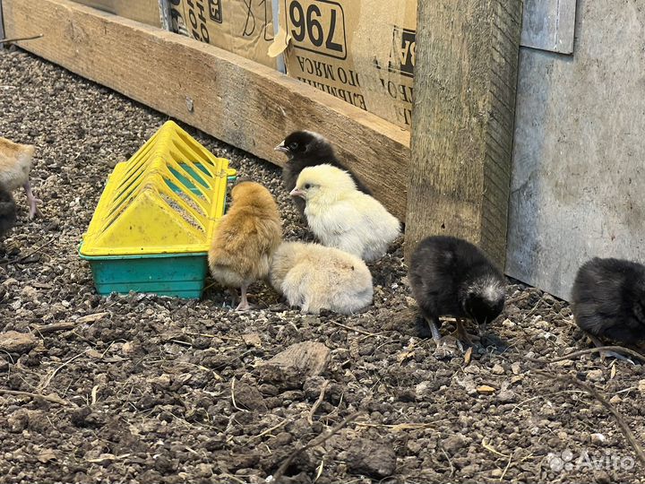 Цыплята, курочки