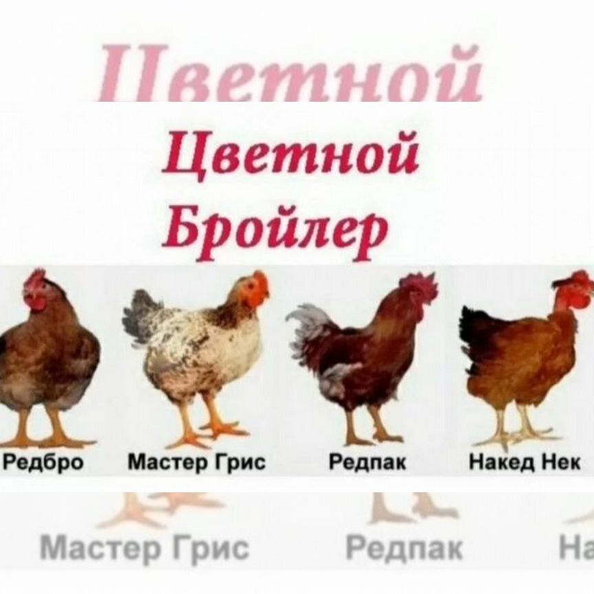 Инкубационные яйцо, цыплята