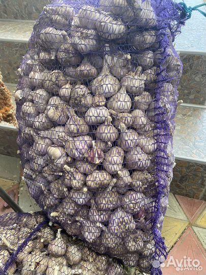 Чеснок любаша