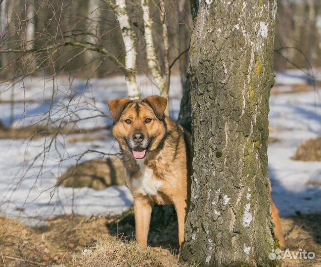 Пес из приюта в добрые руки