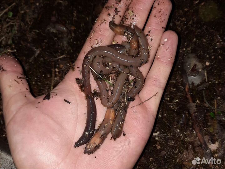 Выползки. Червь.черви