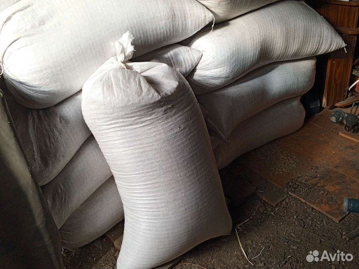 Зерно пшеница