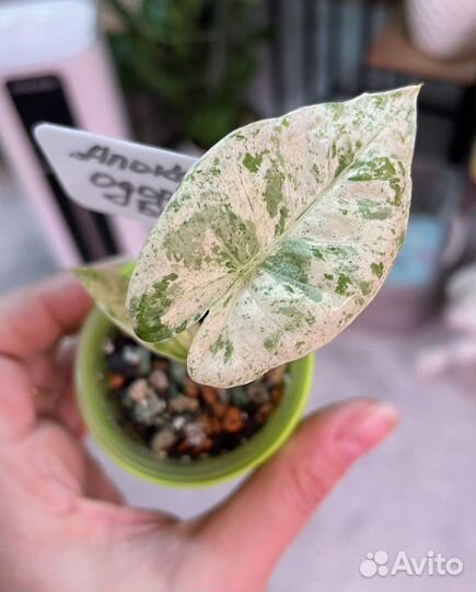 Алоказия Одора Батик вариегатная