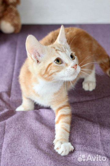 Рыжий котенок Сальма