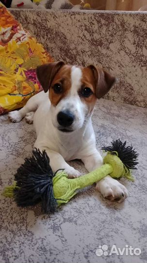 Джек Рассел терьер