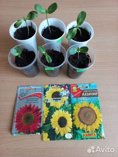 Рассада однолетников