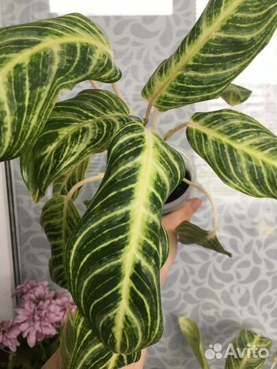 Аглаонема сорт утерян