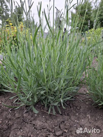 Лаванда усколистная