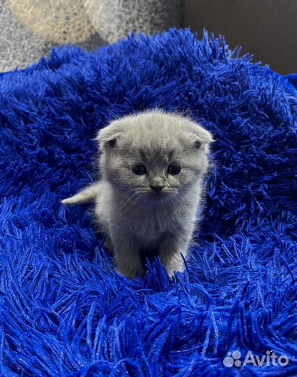 Домашние животные котята