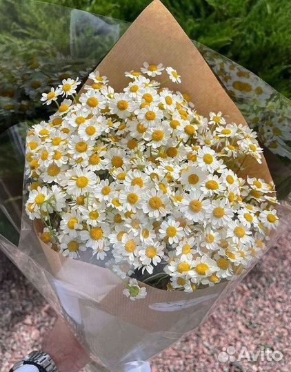 Ромашки Пионы Розы Доставка