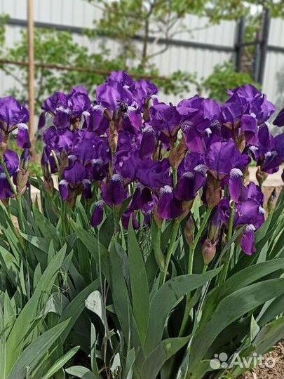 Ирисы