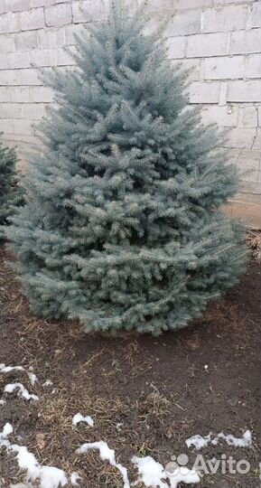 Ель премиум от 2.5м предзаказ