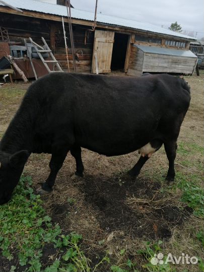 Корова стельная дойная