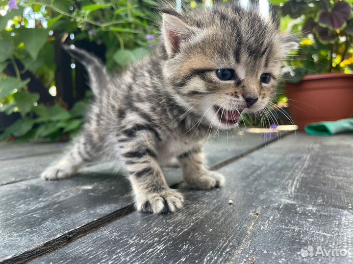 Кошка