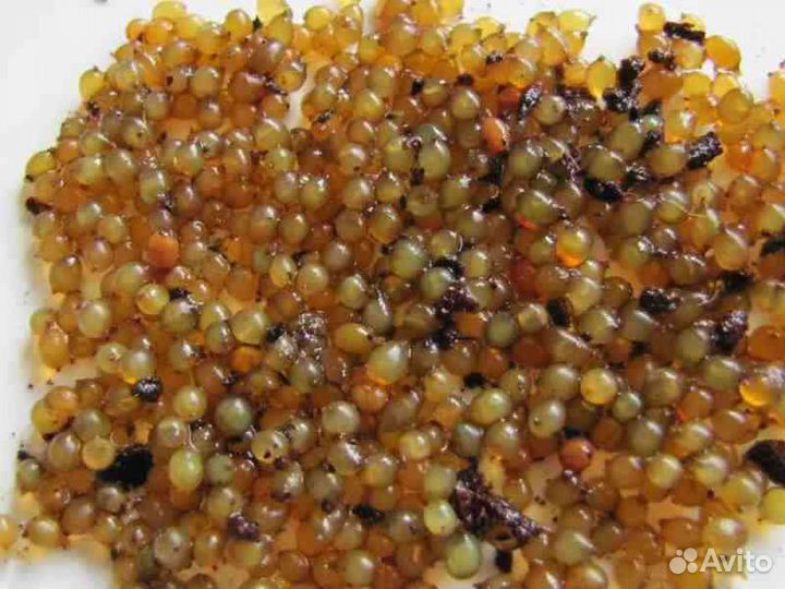 Коконы червя дендробена