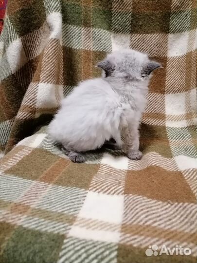 Котенок от вислоухой Шотланской породистой кошки