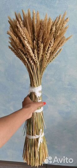 Букет из колосьев пшеницы сухоцветы