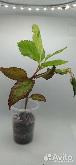 Гибискус снежная королева