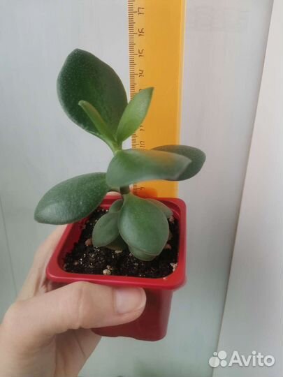 Денежное дерево (толстянка)