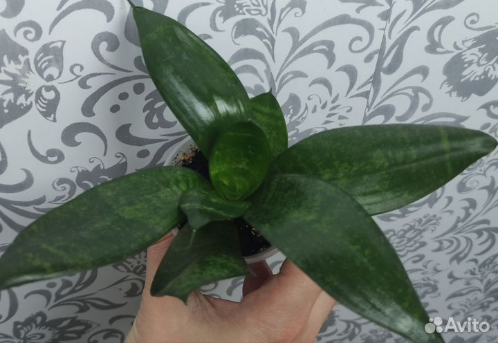 Гинура,сансевиерия, хлорофитум,пелиония,пеперомия