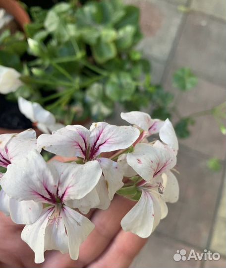 Пеларгония герань